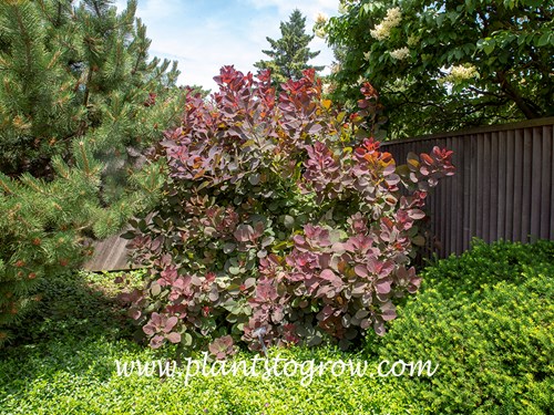 Grace Smoke Bush (Cotinus coggygria)